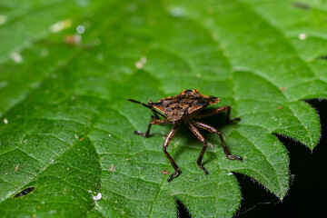 A closeup shot of a brown forest bug or red-legged shieldbug on a green leaf, Pentatoma rufipes