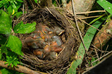 Baby birds in the nest birds and mistle thrushes. Thrushes