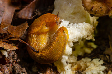 Slug, Dusky Arion, Arion subfuscus, Terrestrial Snail eating a mushroom in the forest
