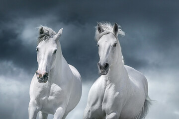 Obraz na płótnie Canvas White arabian horses portrait