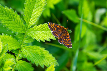 The heath fritillary butterfly Melitaea athalia. Beautiful fritillary butterfly on meadow