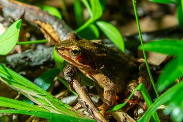 The wood frog, Lithobates sylvaticus or Rana sylvatica. Adult wood frogs are usually brown, tan, or rust-colored, and usually have a dark eye mask
