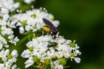 Black Fungus Gnat, Sciara thomae, on white flowers on green blurred background