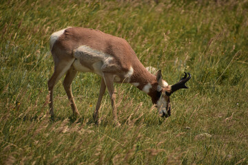 Pronghorn Antelope with Black Antlers in a Field