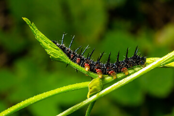 caterpillars of a European peacock butterfly on green leaves they feed on