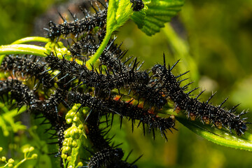 caterpillars of a European peacock butterfly on green leaves they feed on
