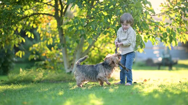 Funny cute little boy playing with pedigreed Australian terrier in sunny summer backyard or garden. Outdoor portrait of a boy with blue and sable tan purebred Australian terrier dog pet. Slow motion.