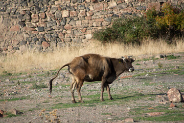 Cow in nature. Black cow