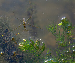 A closeup shot of Gerris lacustris or common pond skater