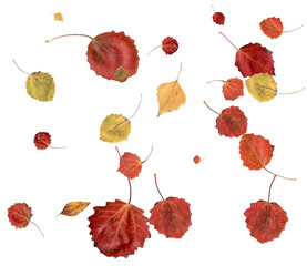 Fototapeta premium Beautiful autumn leaves.