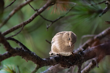 Sparrow on the pine tree (Passer domesticus)