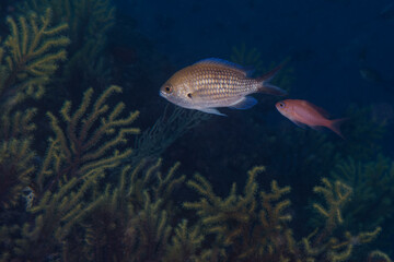 Damselfish (Chromis chromis) in Mediterranean Sea