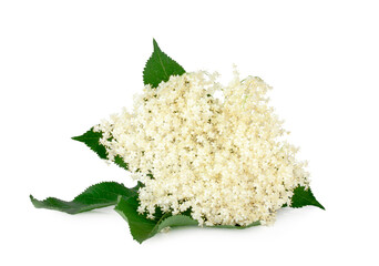 Elder flowers isolated on a white background
