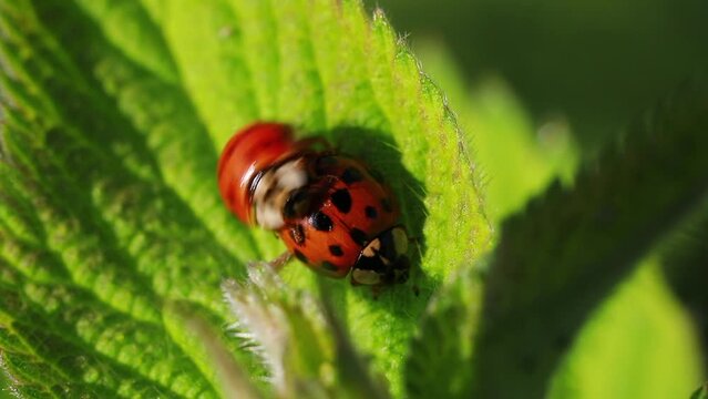 ladybug mating moment and hour