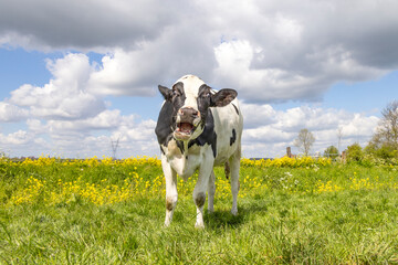 Screaming cow making silly face,  showing gums and tongue, in a green pasture and overcast sky