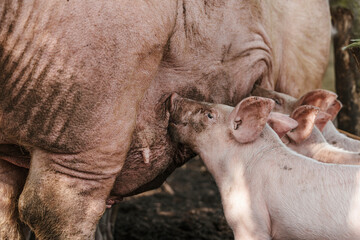 Piglet drinking and suckling mother pig teat, mouth and snout suck milk
