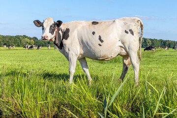 Dairy cow in field, milk cattle black and white, standing Holstein livestock, udder large and full...