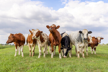 Row of cows, herd group together in a field, happy and joyful and a blue sky, a panoramic wide view