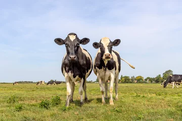 Fotobehang Two cows side by side standing in a pasture under a blue sky. Sassy livestock cattle, looking happy together © Clara