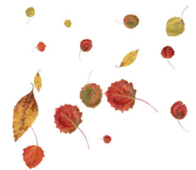Colorful autumn leaves.