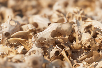 Pile of animal skulls. Focus on one clean canine skull with teeth. Death, Fossil