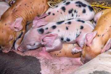 Newborn piglet, spotted cute pig sleeping together with sibling piglets