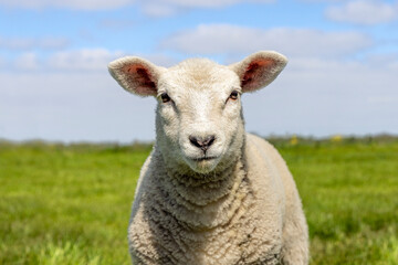 Happy lamb, small sheep face looking frank and cute, headshot in front view, green grass and blue...