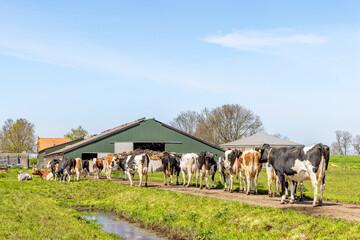 Cows walking to barn, one after another, in a row, to the milking parlor in the stable to be milked