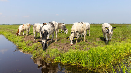 Group cows grazing in a green in a pasture bordered by a ditch, a panoramic wide view
