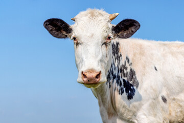 White cute cow black spotted, speckled fur, pink nose, looking timid soft and friendly