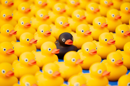 Cute yellow rubber ducks in the rows and the one black between the others. Bath