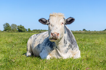 Beef cow ruminating lying in the field, belgian blue in a pasture, blue sky and horizon over land