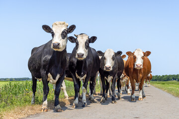 Cows breed known as Groninger Blaarkop, eye patches fleckvieh, black and white and blue sky, walking on a path