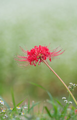赤い花　彼岸花