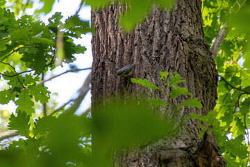 tree in the forest
