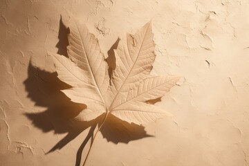 Naklejka na ściany i meble Autumn maple leaf monochrome beige background. Minimal fall aesthetics with copy space.