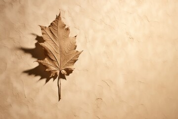 Naklejka na ściany i meble Autumn leaf beige monochrome background. Minimal fall aesthetics copy space right.