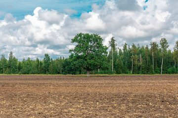 Rural landscape with an old oak tree in the middle with a plowed field and a blue sky