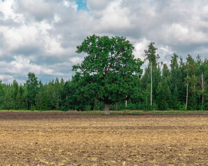 Rural landscape with an old oak tree in the middle with a plowed field and a blue sky