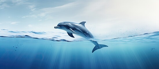 Caribbean Sea s dolphin emerges from the water With copyspace for text