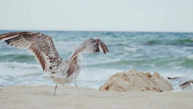Slow motion shot of seagulls flying, landing and eating bread at the beach with the sea in the background