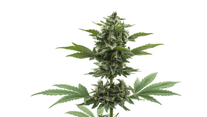 Vector Blue Dream Cannabis Marijuana Plant