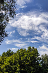Landscape with blue sky and trees vertical format