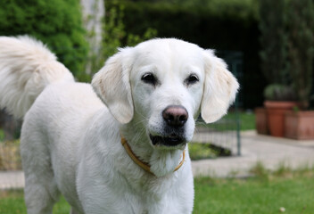 beautiful golden retriever on green grass in garden