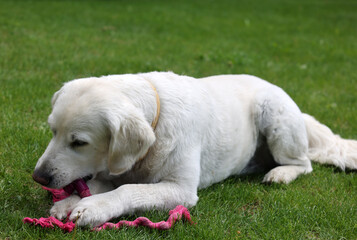 beautiful golden retriever on green grass in garden