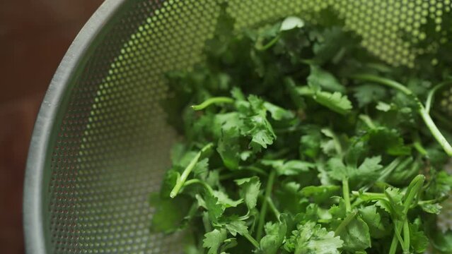 Coriander in a colander