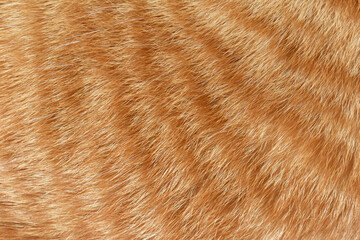 Ginger cat fur texture background. Pet hair background. 