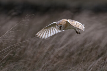 Barn Owl Hunting