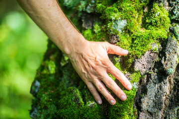 A man's hand touch the tree trunk close-up. Bark wood.Caring for the environment. The ecology concept of saving the world and love nature by human