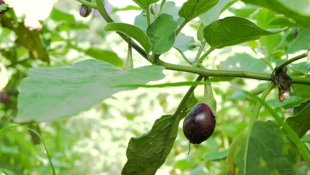 Solanum melongena also called eggplant, terung, terong, brinjal, aubergine is a plant species in the nightshade family.